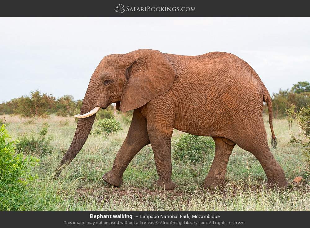 Elephant walking in Limpopo National Park, Mozambique
