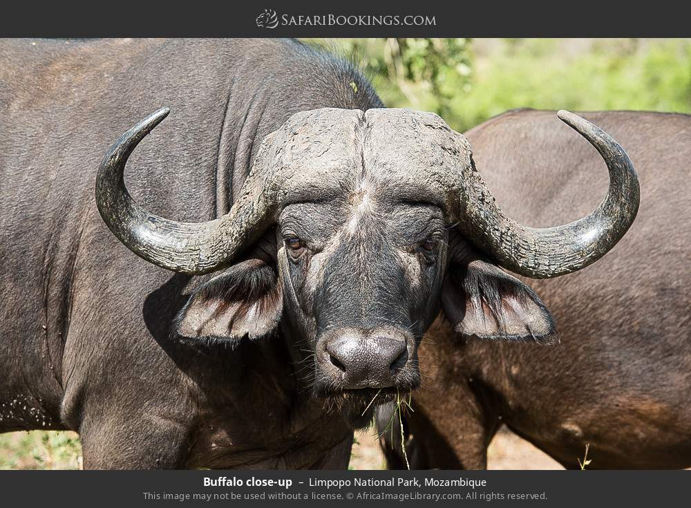Buffalo close-up in Limpopo National Park, Mozambique