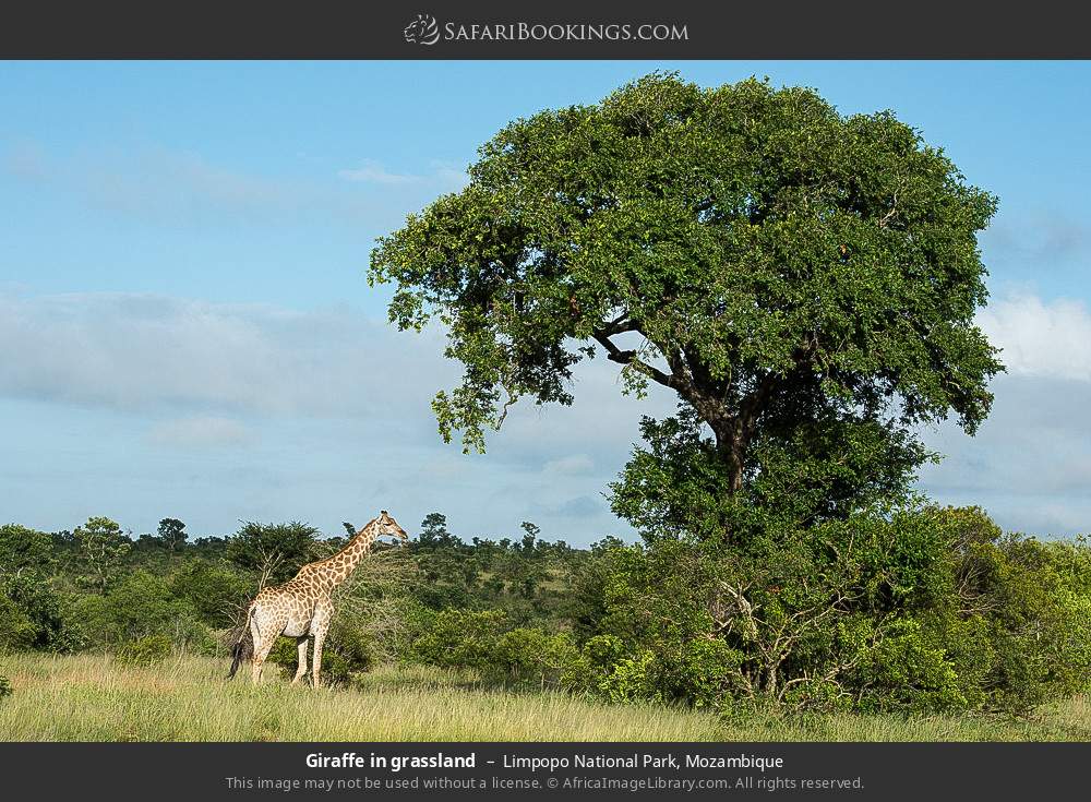 Giraffe in grassland in Limpopo National Park, Mozambique