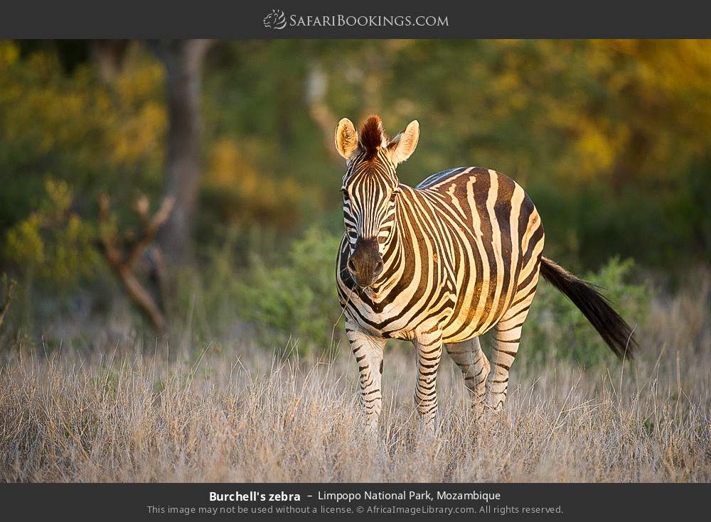 Plains zebra in Limpopo National Park, Mozambique