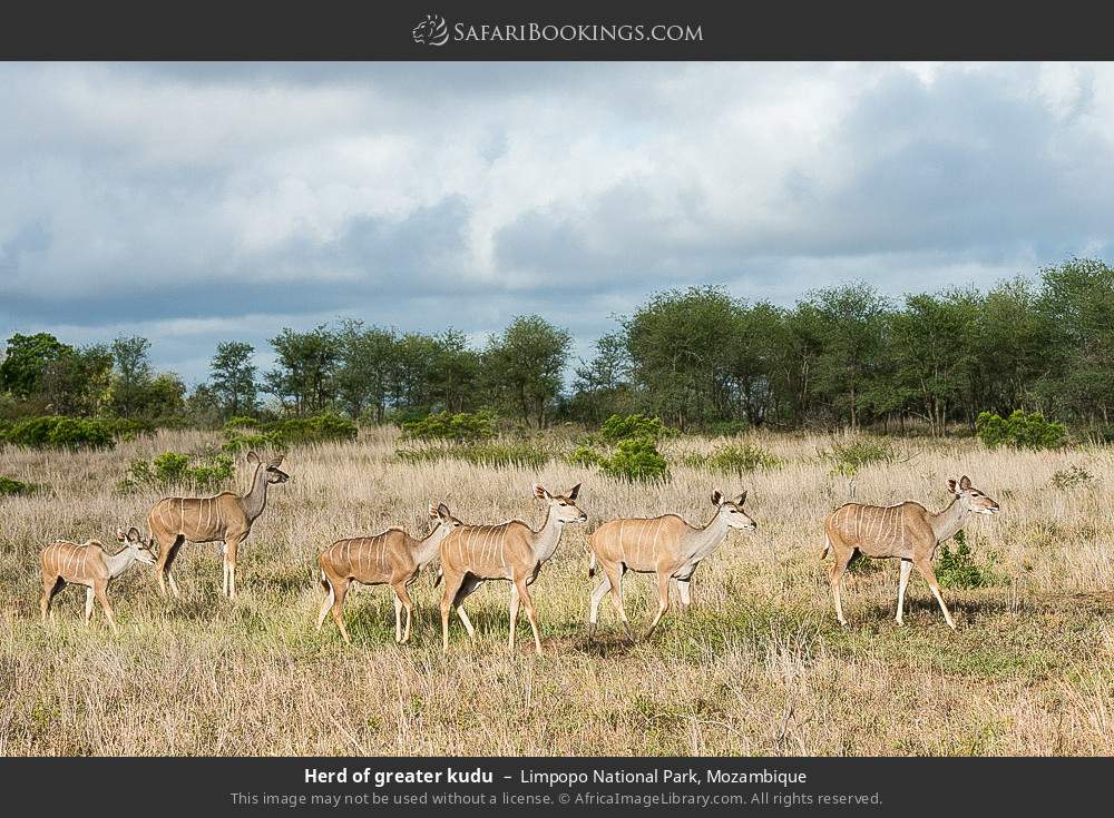 Herd of greater kudu in Limpopo National Park, Mozambique