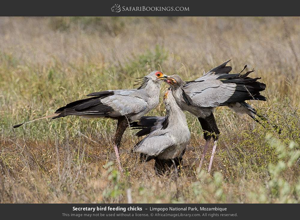 Secretary bird feeding chicks in Limpopo National Park, Mozambique