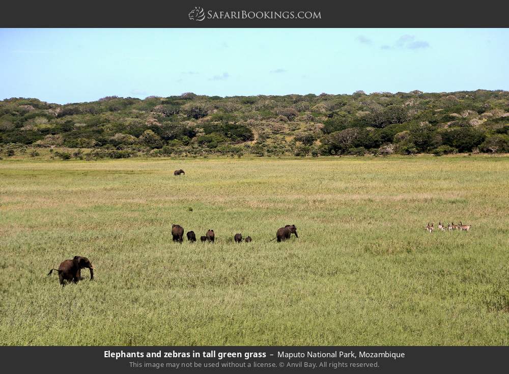 Elephants and zebras in tall green grass in Maputo National Park, Mozambique