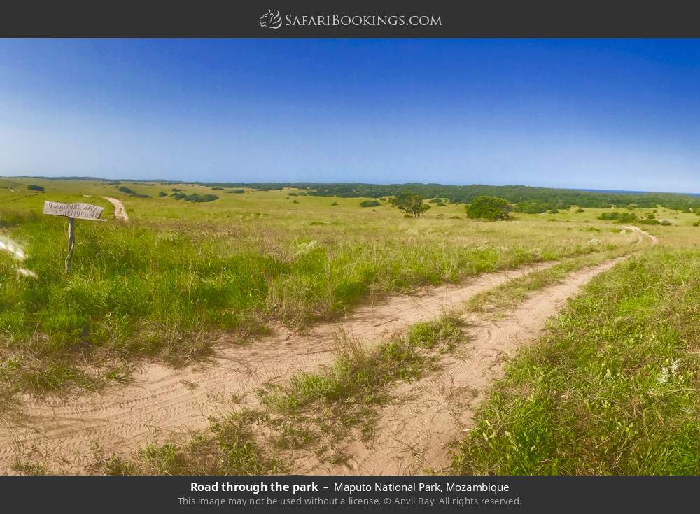 Road through Maputo NP in Maputo National Park, Mozambique