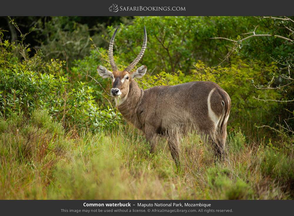 Common waterbuck in Maputo National Park, Mozambique
