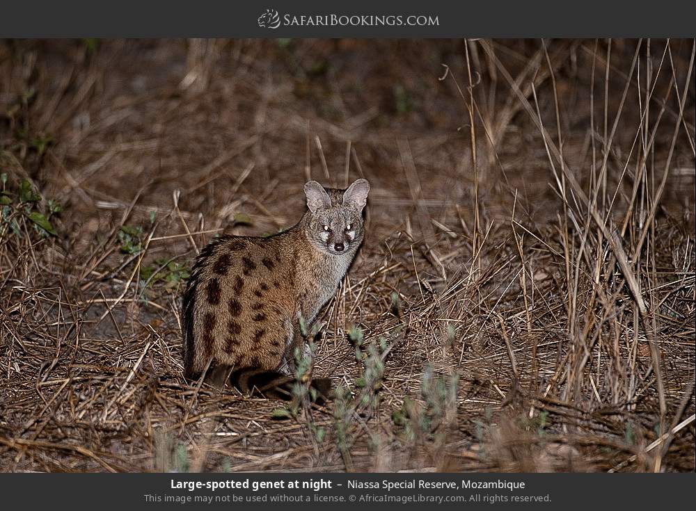 Large-spotted genet at night in Niassa Special Reserve, Mozambique