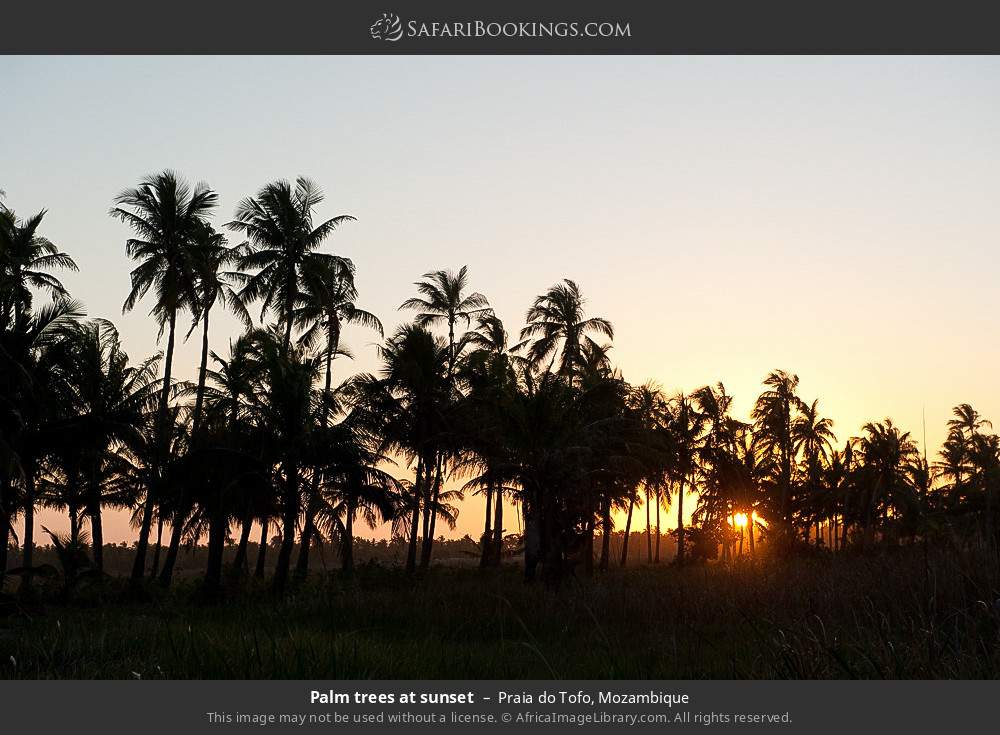 Palm trees at sunset in Praia do Tofo in Praia do Tofo, Mozambique