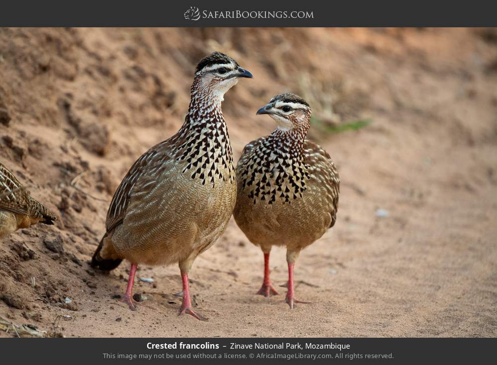 Crested francolins in Zinave National Park, Mozambique