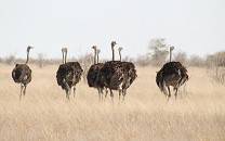 Banhine National Park