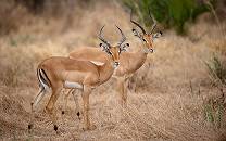 Niassa Special Reserve