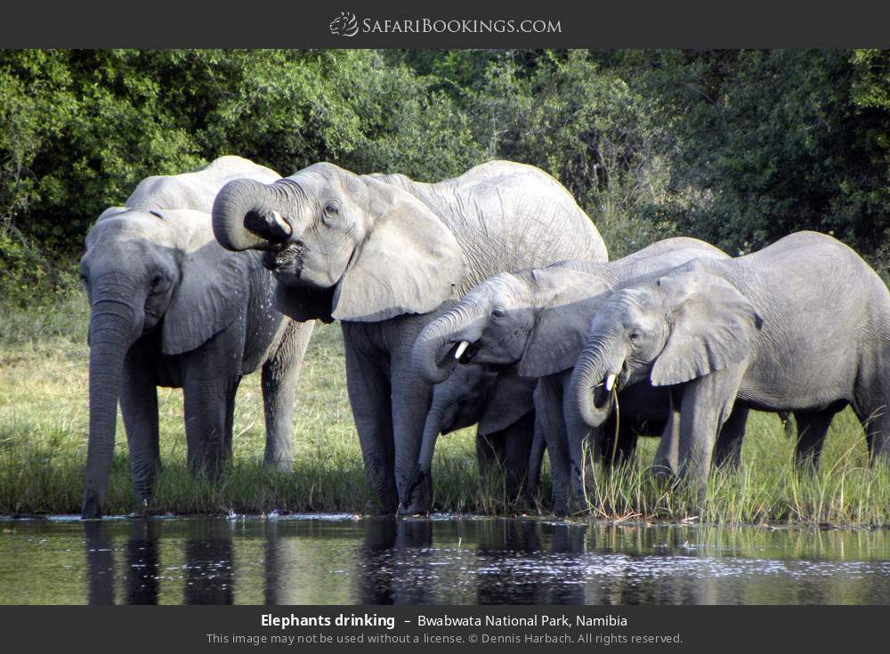 Elephants drinking in Bwabwata National Park, Namibia