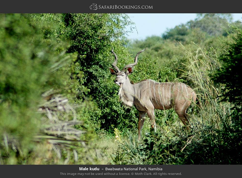 Male kudu in Bwabwata National Park, Namibia
