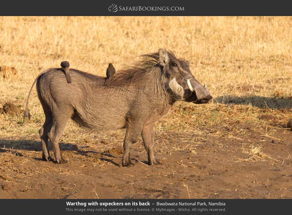 Warthog with oxpeckers on its back in Bwabwata National Park, Namibia