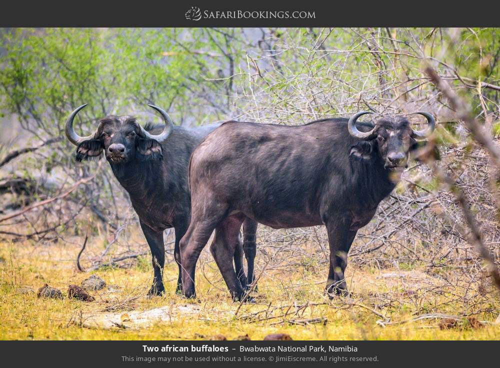 Two African buffalo in Bwabwata National Park, Namibia