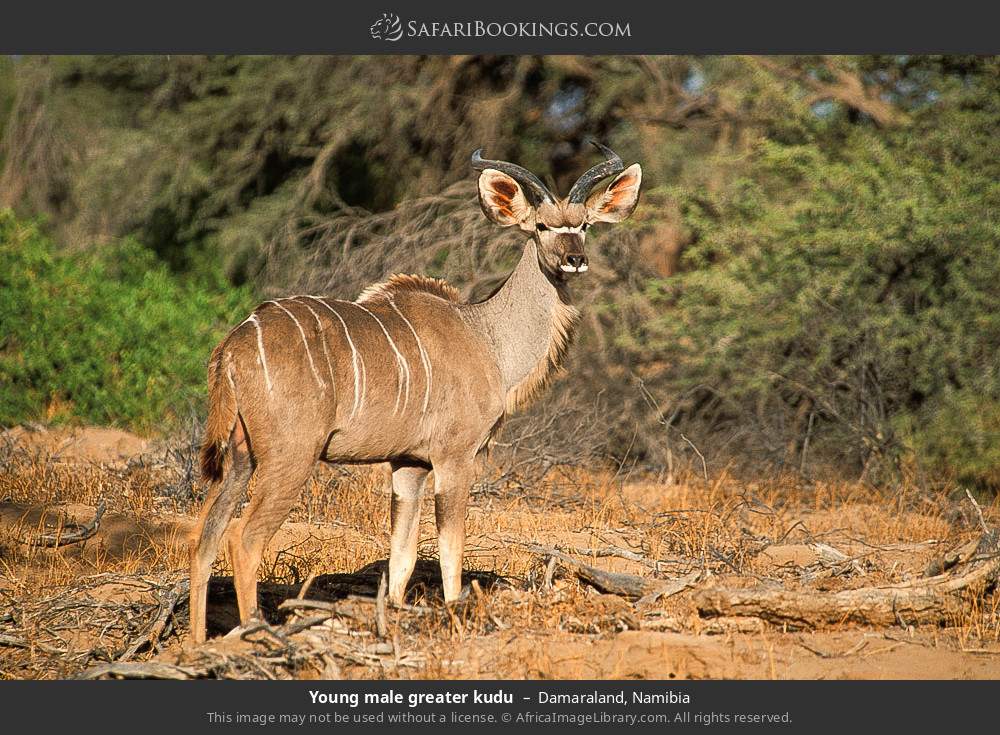 Young male greater kudu in Damaraland, Namibia