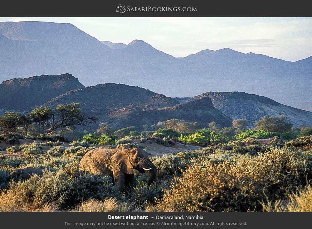 Desert elephant in Damaraland, Namibia