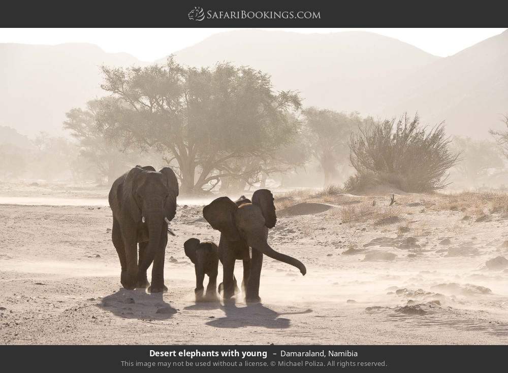 Desert elephants with young  in Damaraland, Namibia