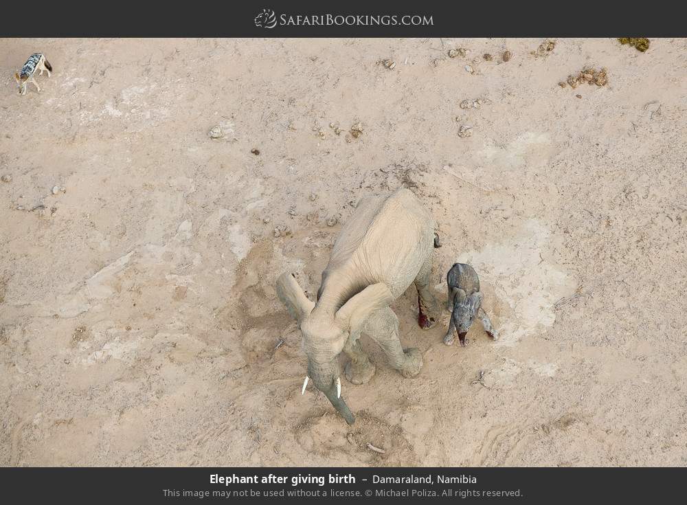 Elephant after giving birth in Damaraland, Namibia