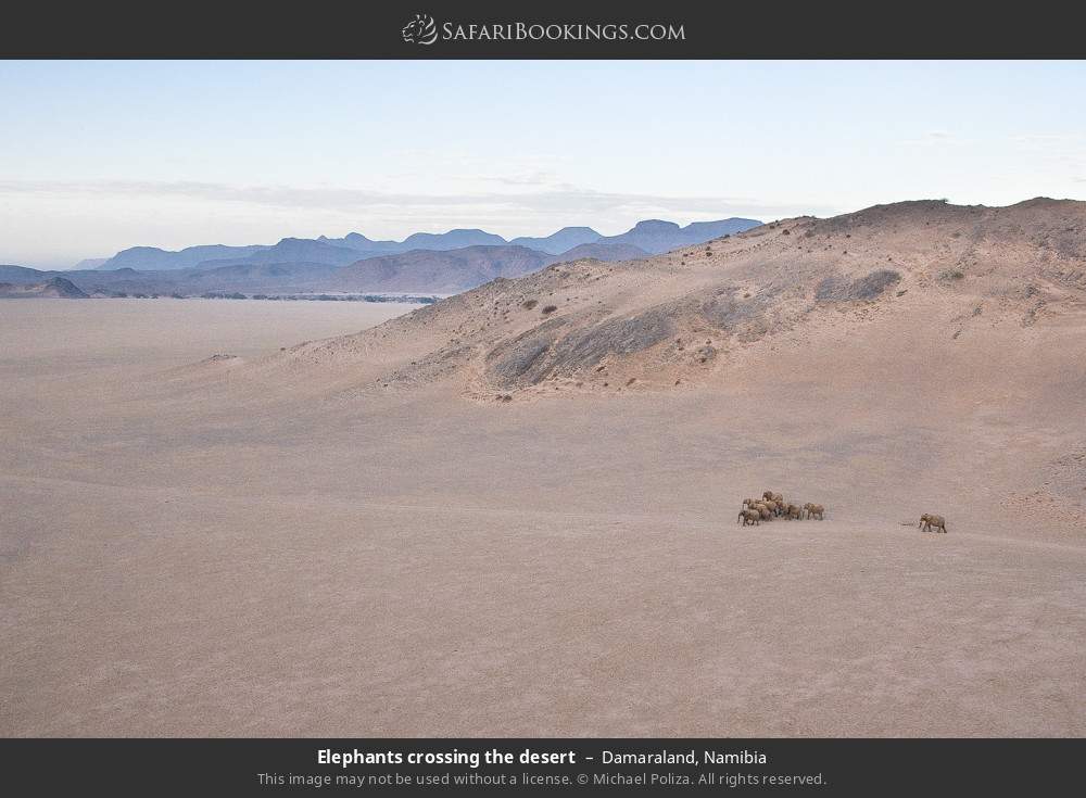 Elephants crossing the desert in Damaraland, Namibia