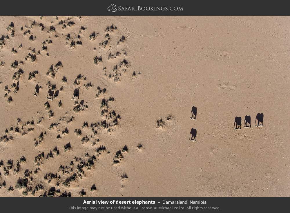 Aerial view of desert elephants casting shadows in Damaraland, Namibia