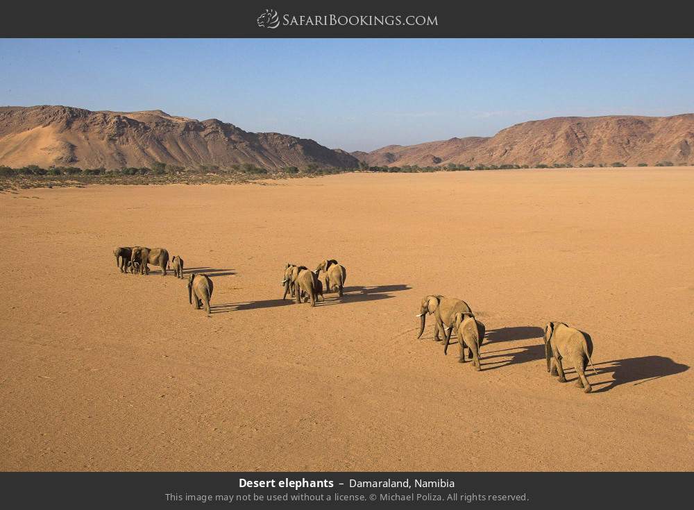 Desert elephants, Damaraland in Damaraland, Namibia