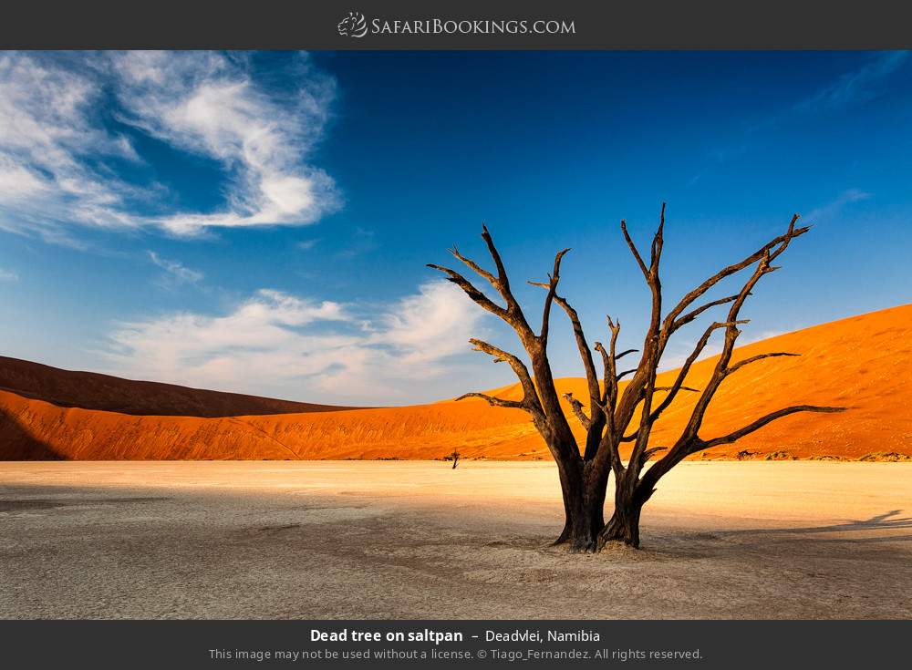 Dead tree on Deadvlei saltpan, Namib-Naukluft NP in Deadvlei, Namibia