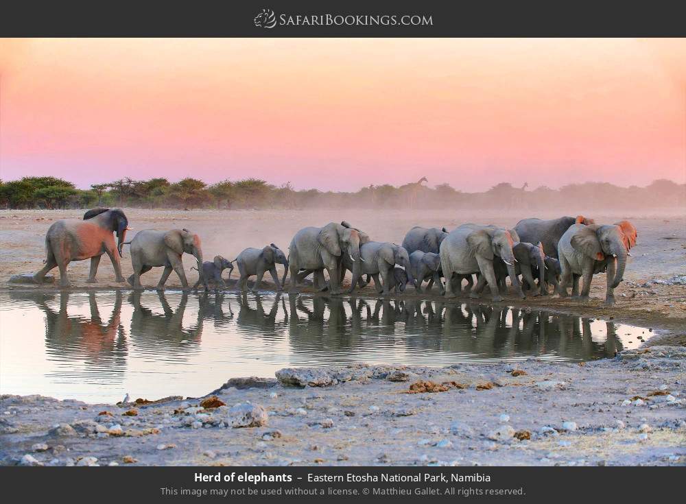 Herd of elephants in Etosha NP in Eastern Etosha National Park, Namibia