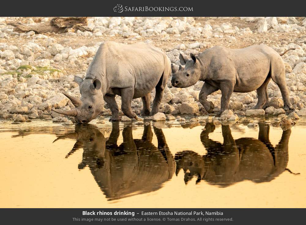 Black rhinos drinking in Etosha NP in Eastern Etosha National Park, Namibia