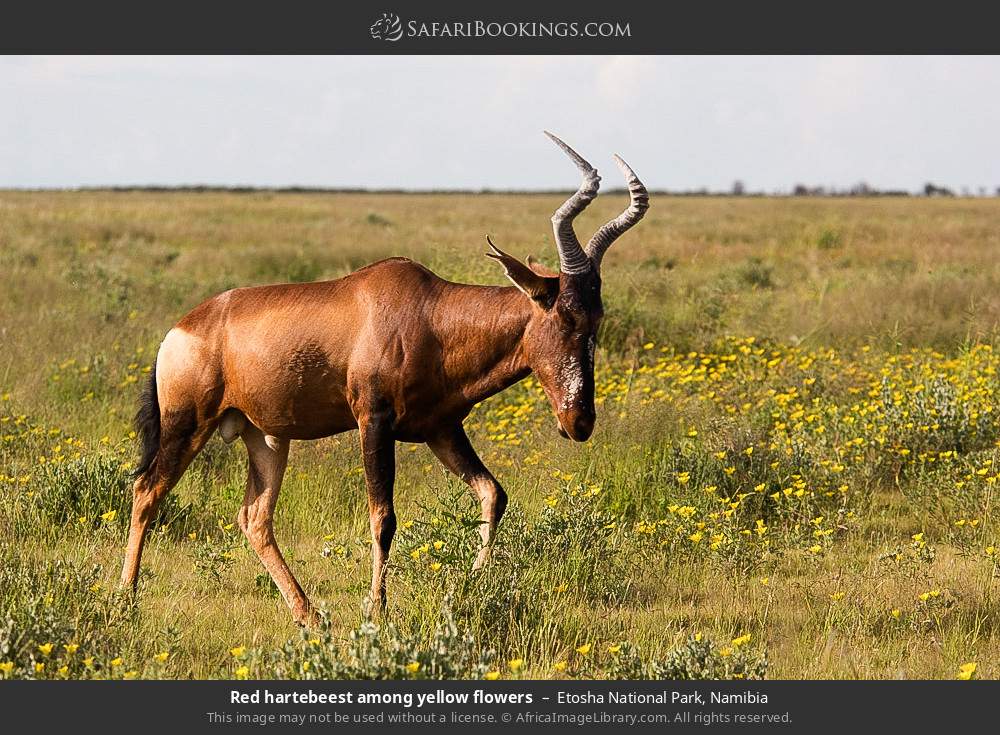 Red hartebeest among yellow flowers in Etosha National Park, Namibia