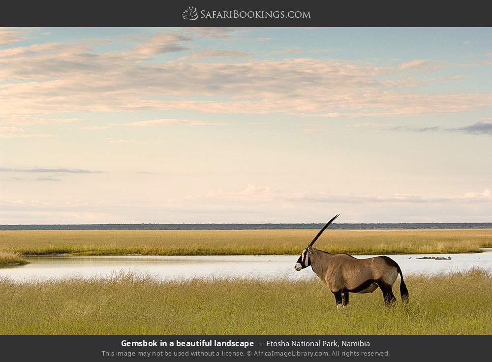 Gemsbok in a beautiful landscape, Etosha NP in Etosha National Park, Namibia