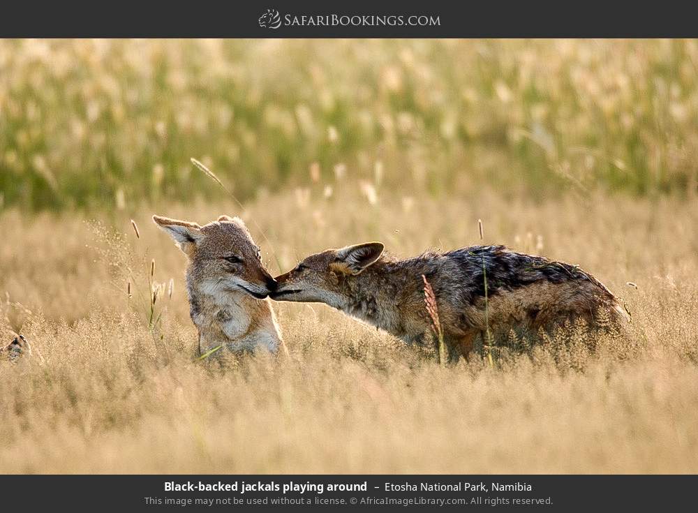 Black-backed jackals playing around in Etosha National Park, Namibia