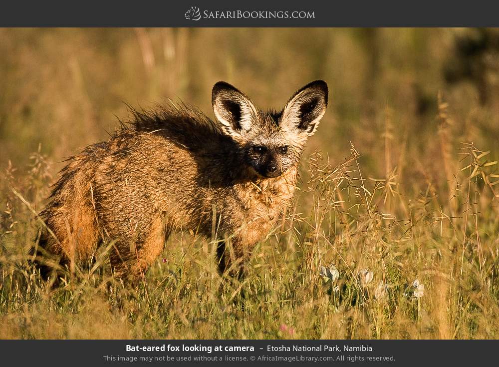 Bat-eared fox looking at camera in Etosha National Park, Namibia