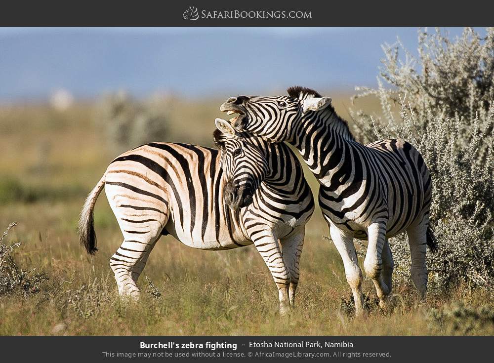 Plains zebras fighting in Etosha National Park, Namibia