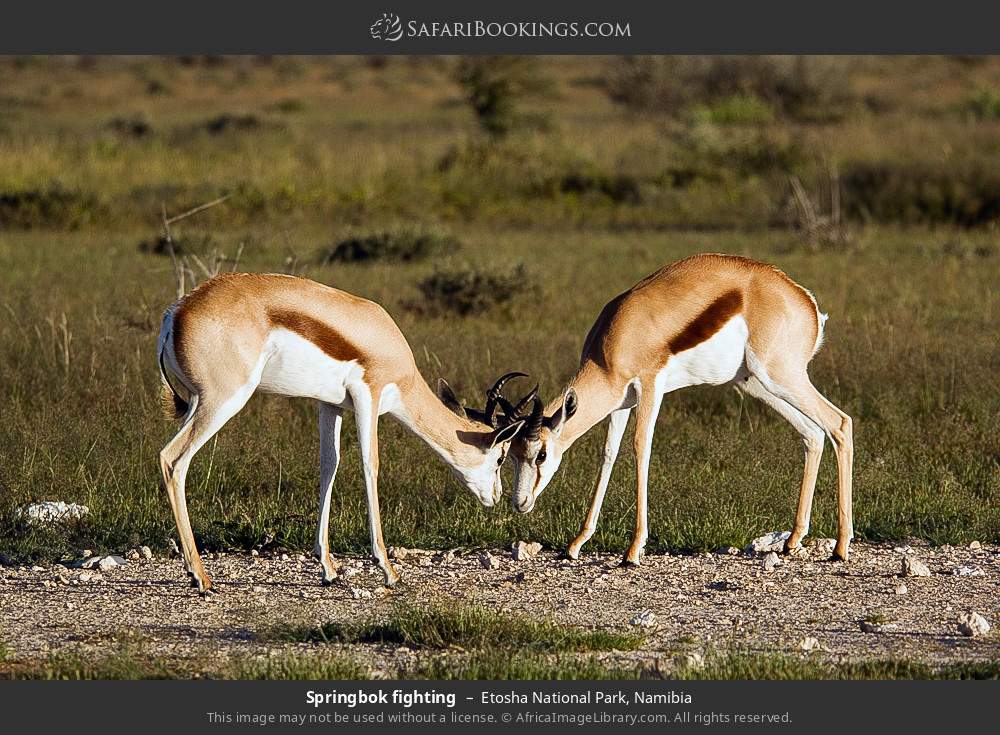 Springbok fighting in Etosha National Park, Namibia