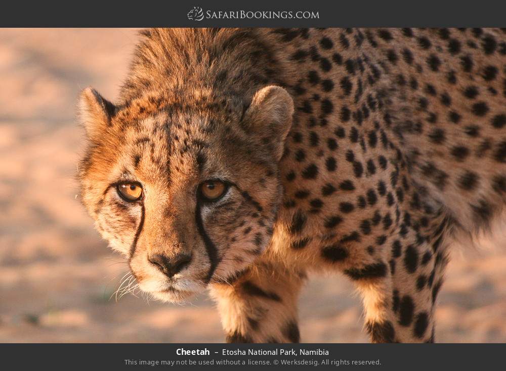 Cheetah in Etosha National Park, Namibia