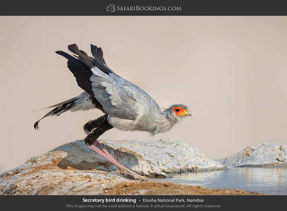 Secretary bird drinking in Etosha National Park, Namibia