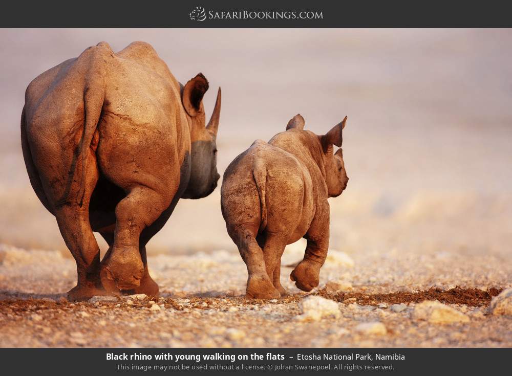 Black rhino with young walking on the flats in Etosha National Park, Namibia