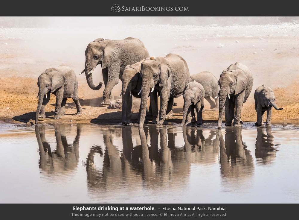 Elephants drinking at a waterhole in Etosha National Park, Namibia