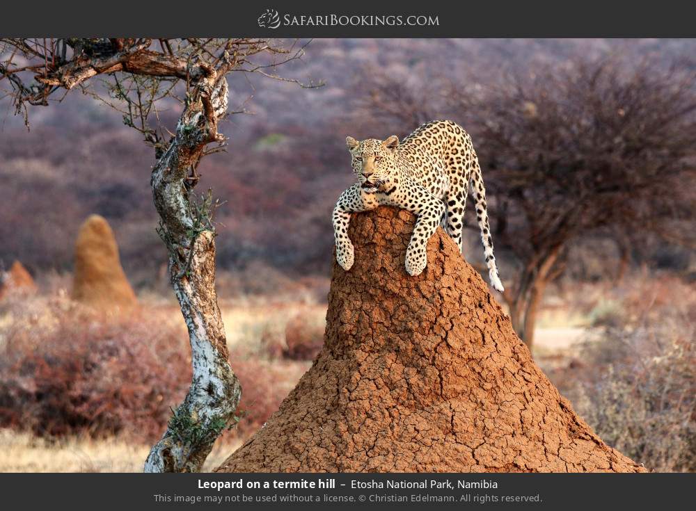 Leopard on a termite hill, Etosha NP in Etosha National Park, Namibia