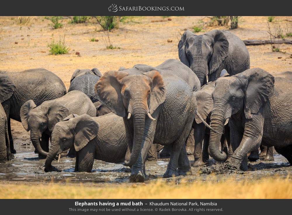 Elephants having a mud bath in Khaudum National Park, Namibia