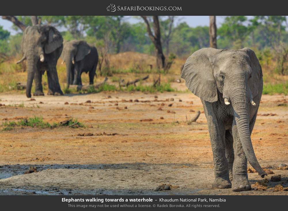 Elephants walking towards a waterhole in Khaudum National Park, Namibia