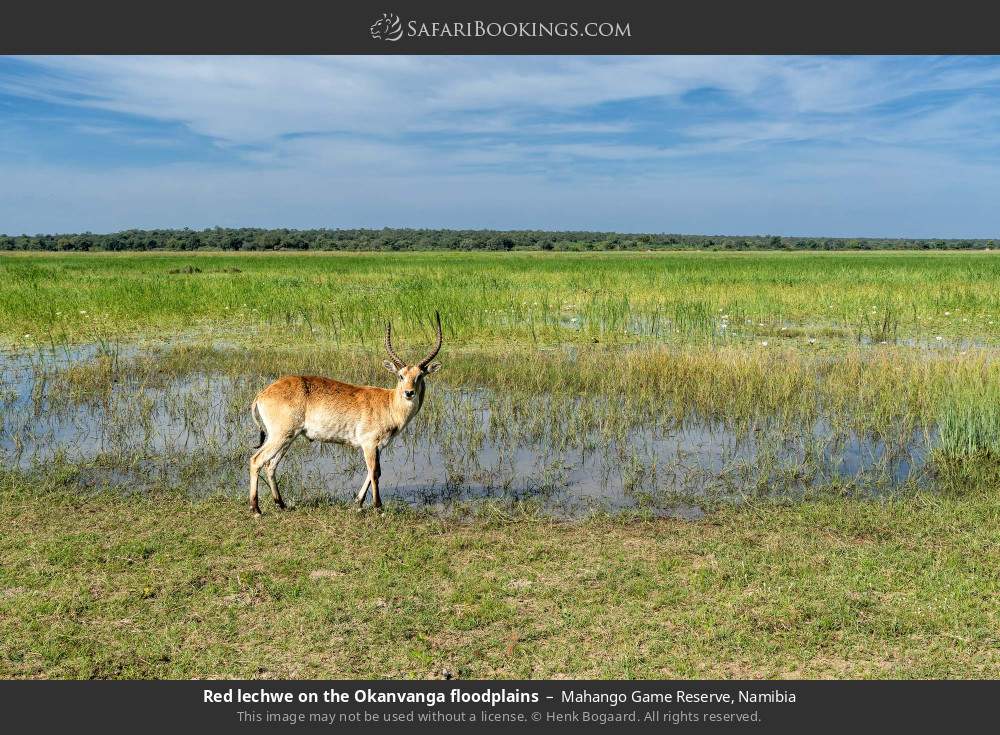 Red lechwe on the Okavango floodplains in Mahango Game Reserve, Namibia
