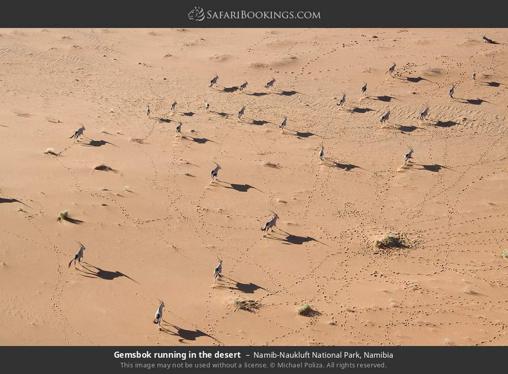 Gemsbok running in the desert in Namib-Naukluft National Park, Namibia
