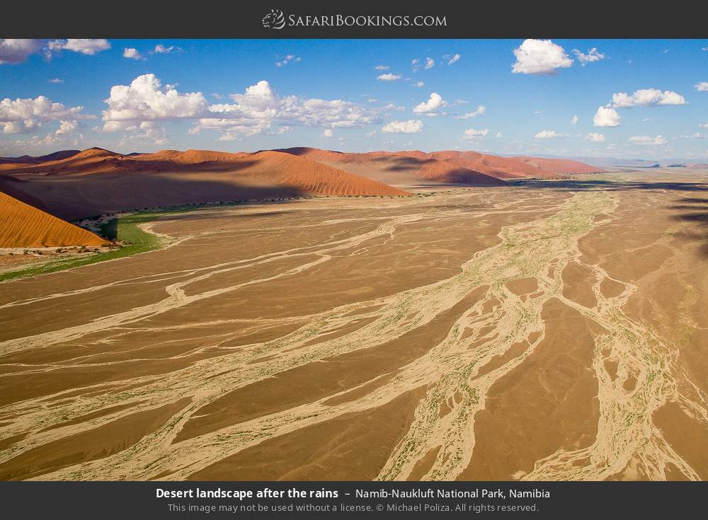 Desert landscape after the rains in Namib-Naukluft National Park, Namibia