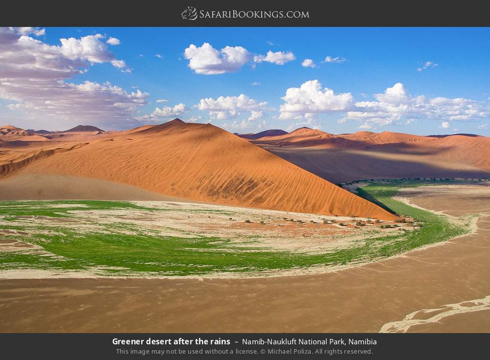 Greener desert after the rains, Namib-Naukluft NP in Namib-Naukluft National Park, Namibia