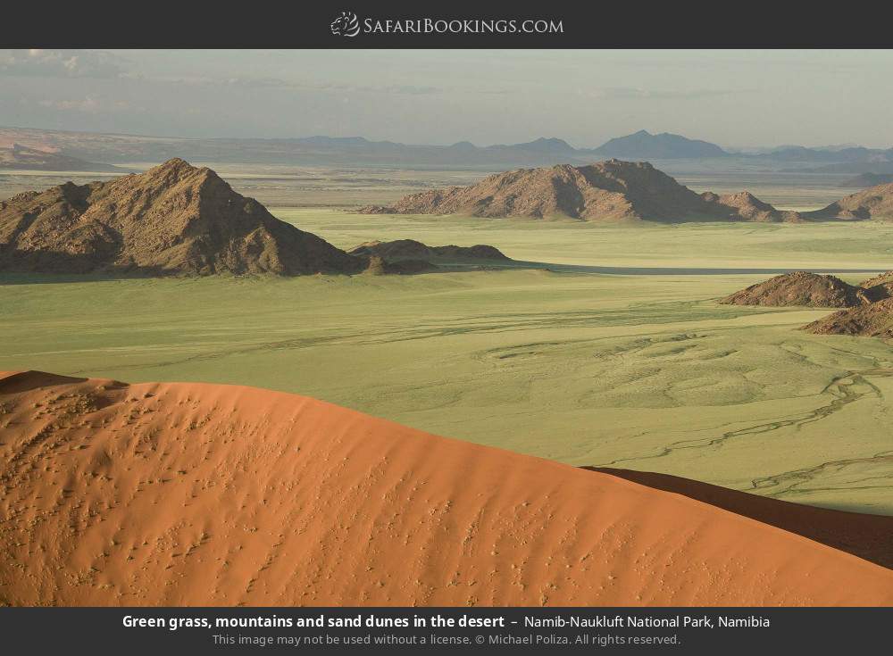 Green grass, mountains and sand dunes in the desert, Namib-Naukluft NP in Namib-Naukluft National Park, Namibia