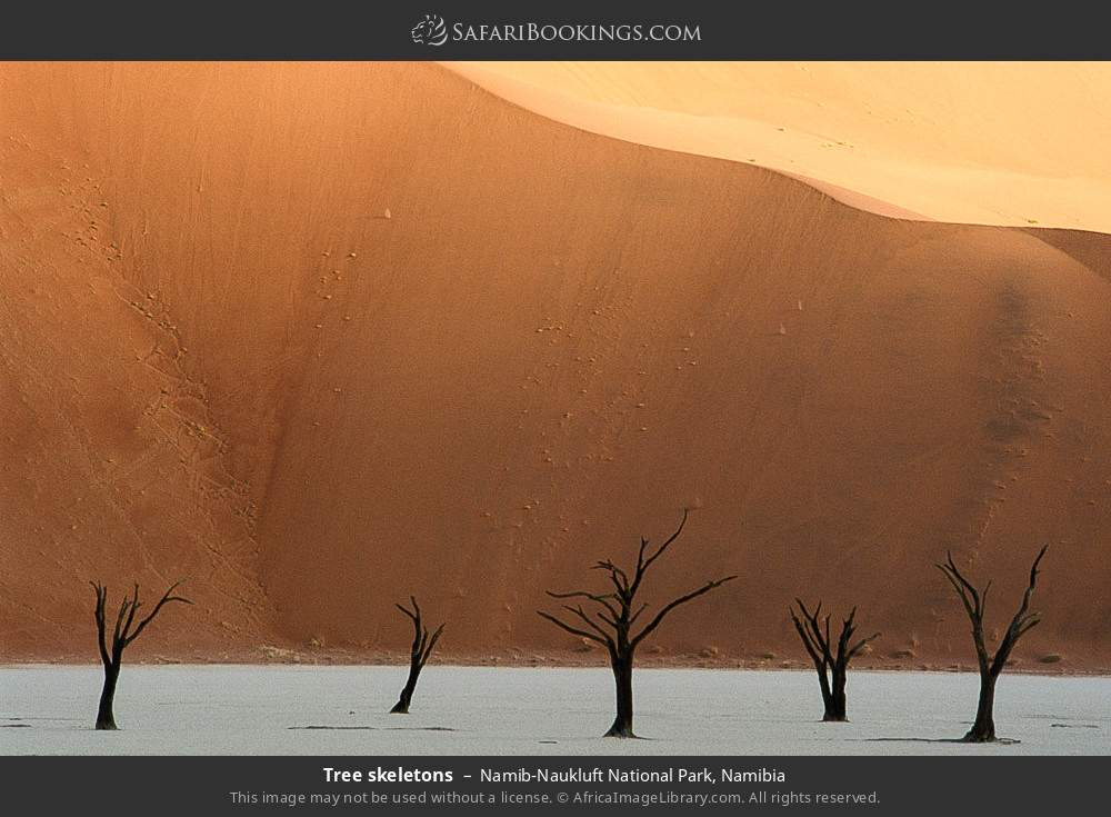 Tree skeletons in Namib-Naukluft National Park, Namibia