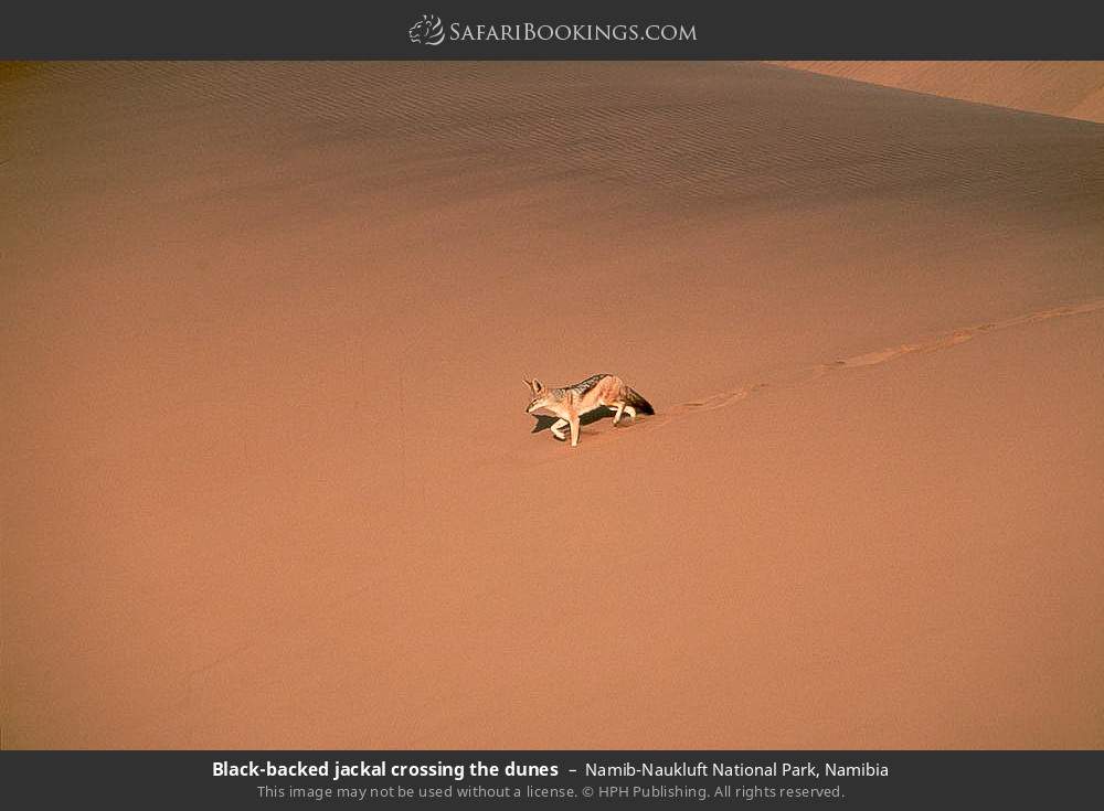 Black-backed jackal crossing the dunes in Namib-Naukluft National Park, Namibia