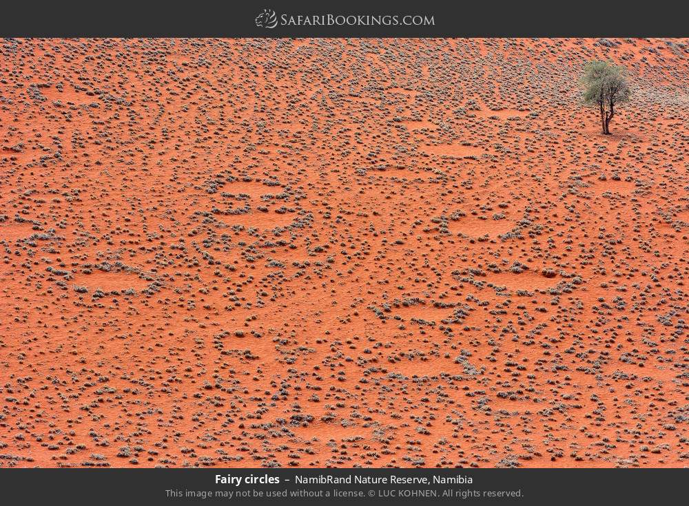 Fairy circles in the Namib Desert in NamibRand Nature Reserve, Namibia