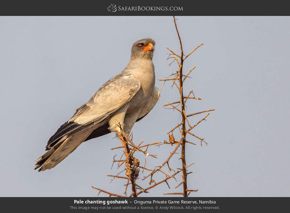 Pale chanting goshawk in Onguma Private Game Reserve, Namibia